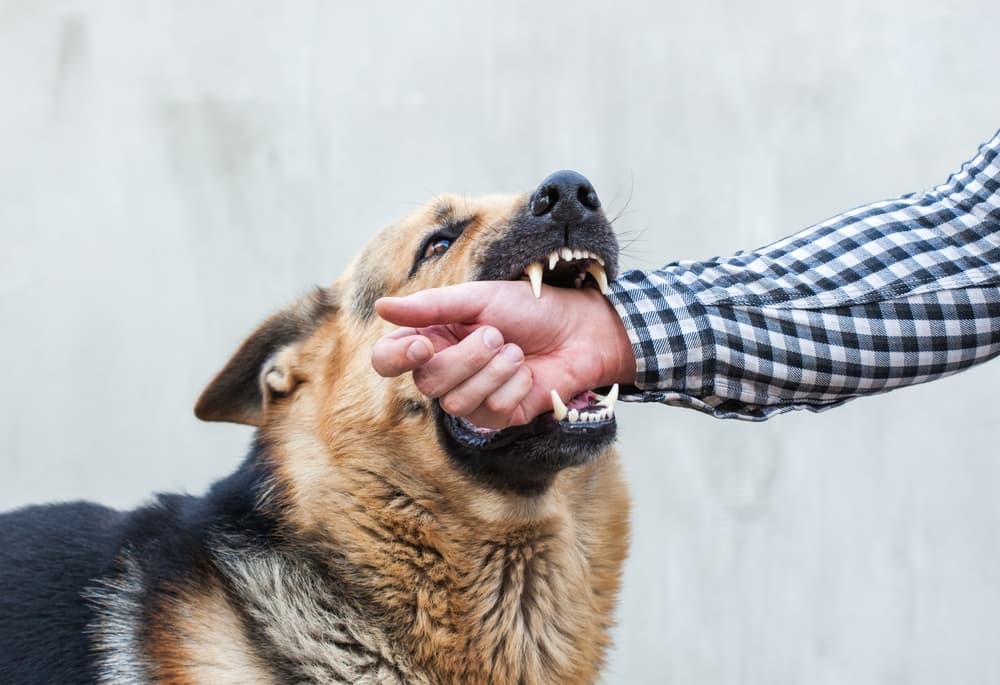 Dog Bite Liability Laws in Georgia